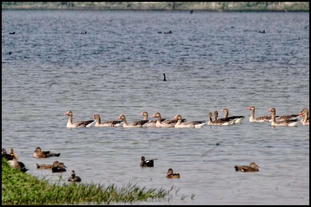 शेखा झील पक्षी अभयारण्य को रामसर दर्जा मिला; भारत की कुल संख्या 99 हुई!