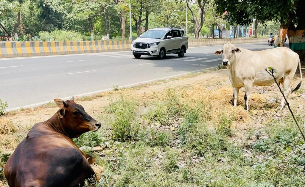 विकास की दौड़ में विलुप्त होती करुणा: गौवंश संरक्षण की सामूहिक पुकार विकास की दौड़ में विलुप्त होती करुणा: गौवंश संरक्षण की सामूहिक पुकार